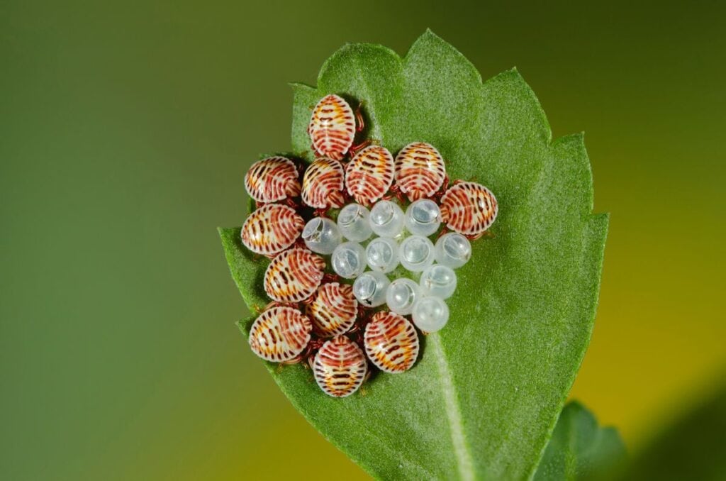 how to get rid of stink bugs (1)