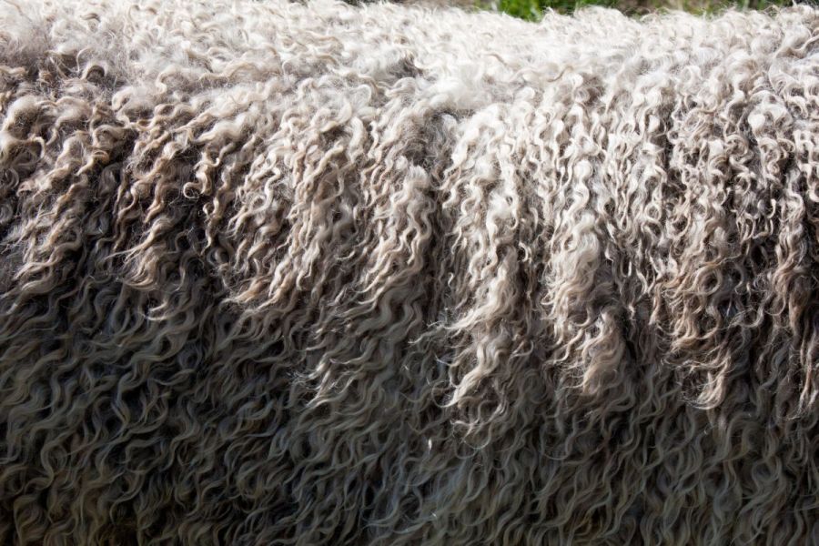 what are the types of wool (3)