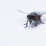 what causes pest at home (1)
