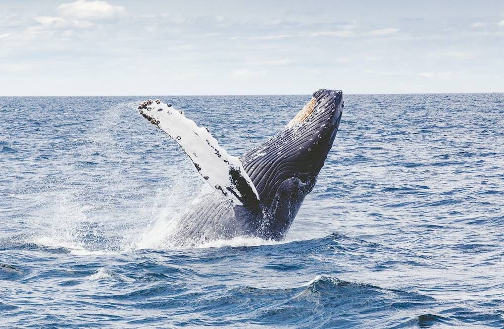 when is the ideal time to go whale watching in sydney 1