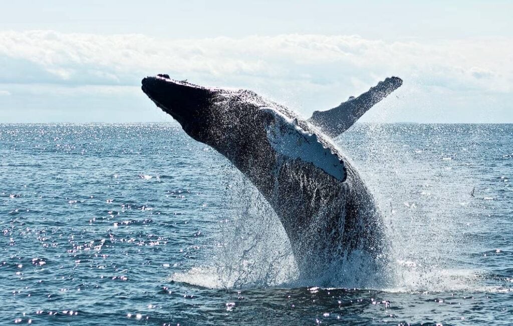when is the ideal time to go whale watching in sydney
