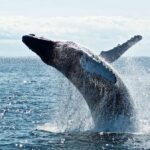 when is the ideal time to go whale watching in sydney