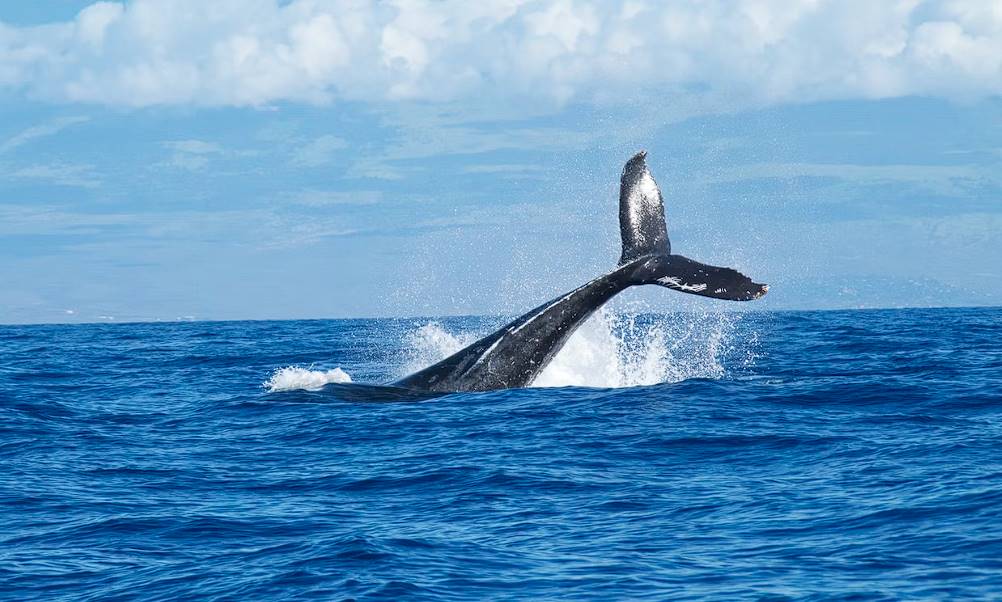 when is the ideal time to go whale watching in sydney 2